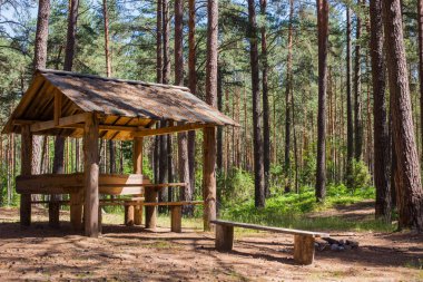 Çam ormanı güneşli bir yaz gününde