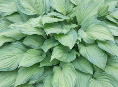 Yeşil yapraklı çiçek arkaplanı