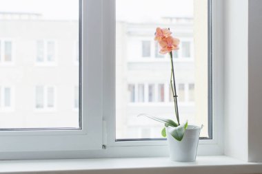 beautiful orchids on windowsill clipart