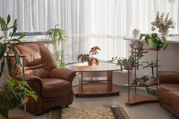 Interieur Met Kamerplanten — Stockfoto