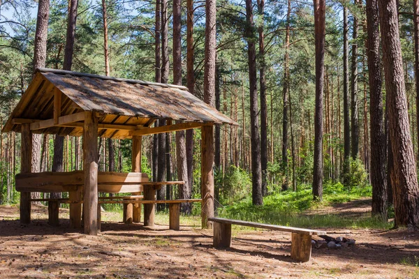 Çam ormanı güneşli bir yaz gününde