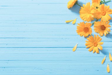 Mavi ahşap zemin üzerine Calendula çiçekler