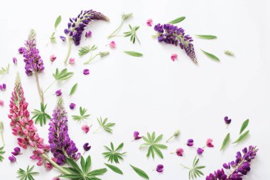 Beyaz arka plan üzerinde acı bakla çiçekler