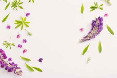 Beyaz arka plan üzerinde acı bakla çiçekler