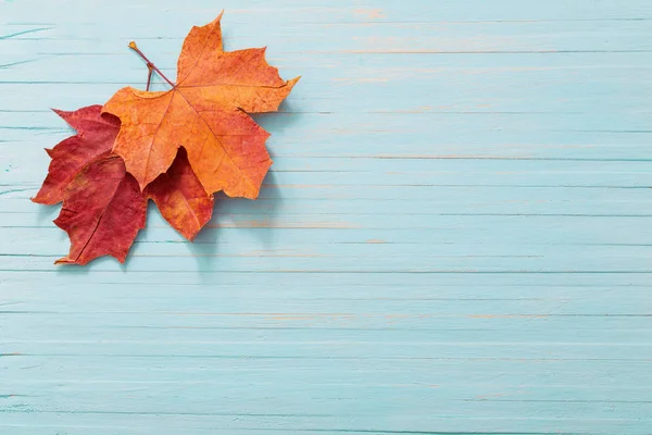 Autumn Maples Blue Wooden Background — Stock Photo, Image