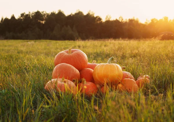 Orange Kürbisse Auf Gras Bei Sonnenuntergang — Stockfoto