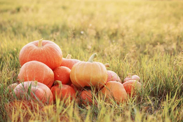 Оранжевые Тыквы Траве Закате — стоковое фото