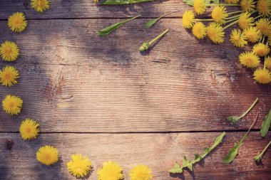 Dandelions eski ahşap zemin üzerine