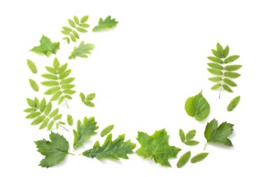 beyaz arkaplanda yeşil yapraklar izole