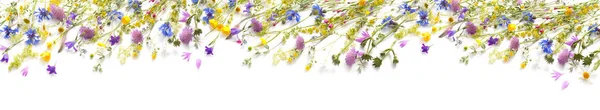 Summer Flowers Isolated White Background — Stock Photo, Image