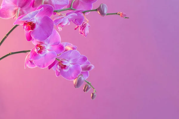 Den Vackra Orkidé Blommor — Stockfoto