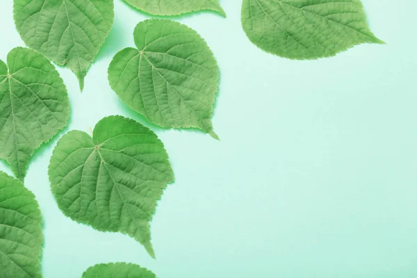 Grüne Blätter Auf Papier Hintergrund — Stockfoto