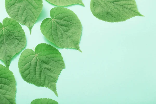 Hojas Verdes Sobre Fondo Papel —  Fotos de Stock