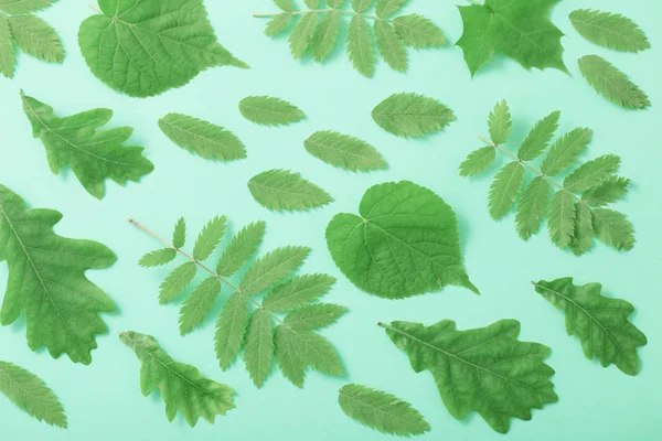 Gröna Blad Papper Bakgrund — Stockfoto