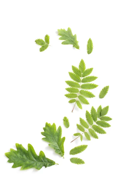 Groene Bladeren Geïsoleerd Witte Achtergrond — Stockfoto