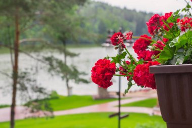 red geranium in pots on background lakes clipart