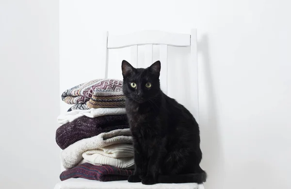 Gato Negro Con Ropa Invierno Una Silla — Foto de Stock