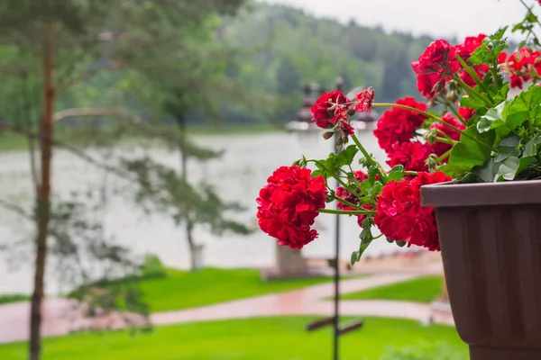 Červené Pelargónie Květináčích Pozadí Jezer — Stock fotografie