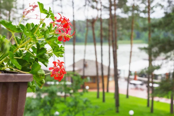 Merah Geranium Dalam Pot Danau Latar Belakang — Stok Foto