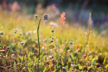 gün batımında yaz vahşi bitkiler