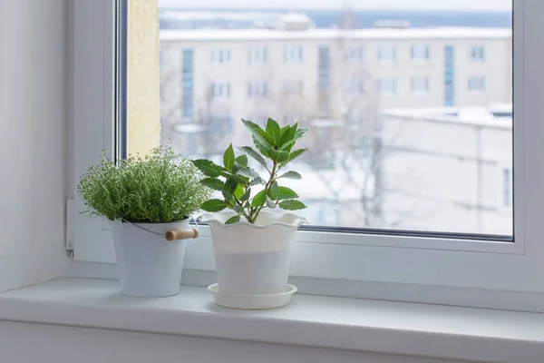 Зеленые Растения Подоконнике Зимой — стоковое фото