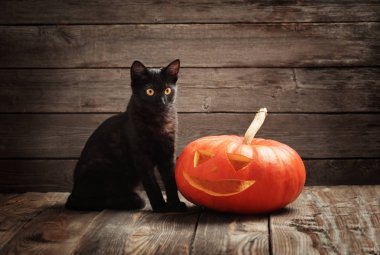 Cadılar Bayramı Balkabağı ve siyah kedi ahşap arka plan üzerinde