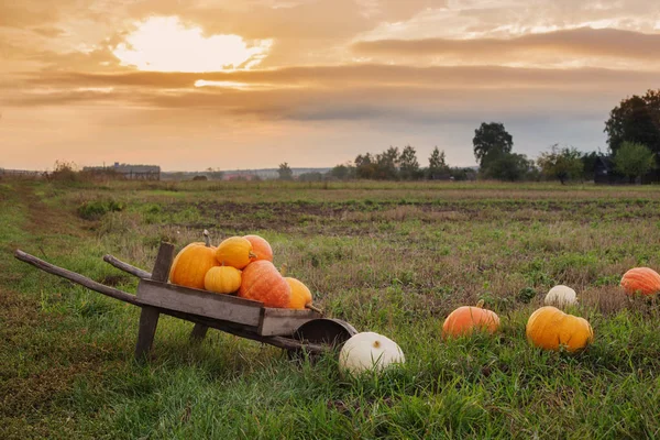 Les Citrouilles Orange Dehors — Photo