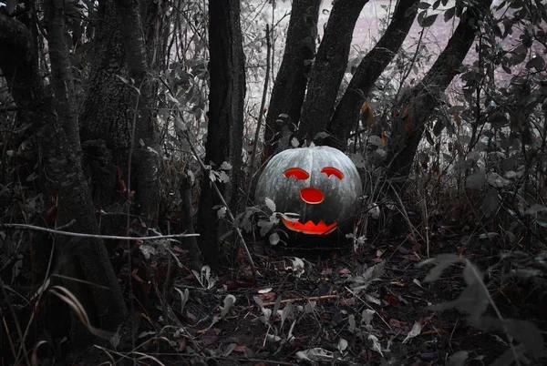 Halloween Pompoen Een Donker Bos — Stockfoto