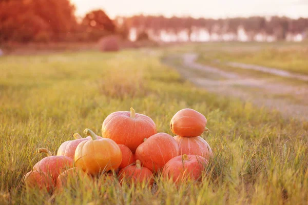 Calabazas Color Naranja Hierba Atardecer — Foto de Stock