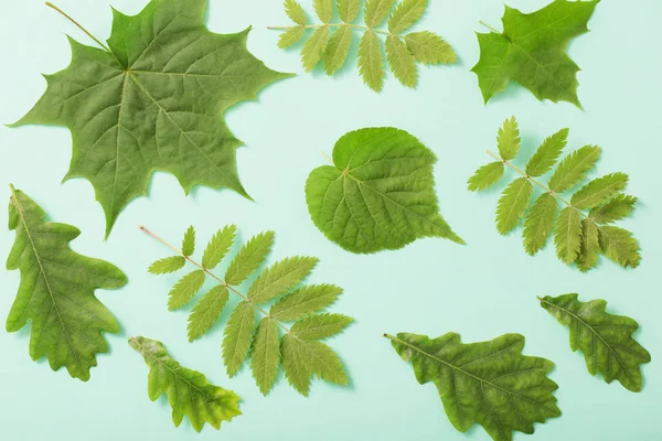 Groene Bladeren Papieren Ondergrond — Stockfoto
