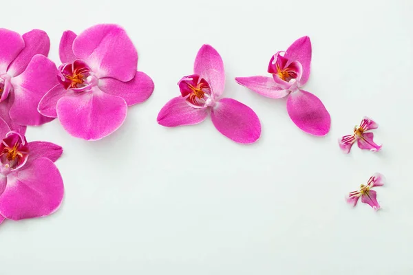 Красивые Орхидеи Белом Фоне — стоковое фото