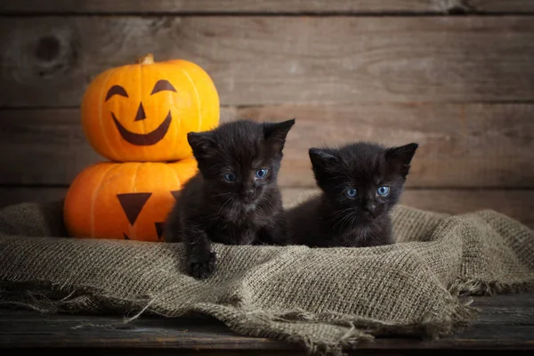 Schwarze Kleine Katze Mit Halloween Kürbissen — Stockfoto