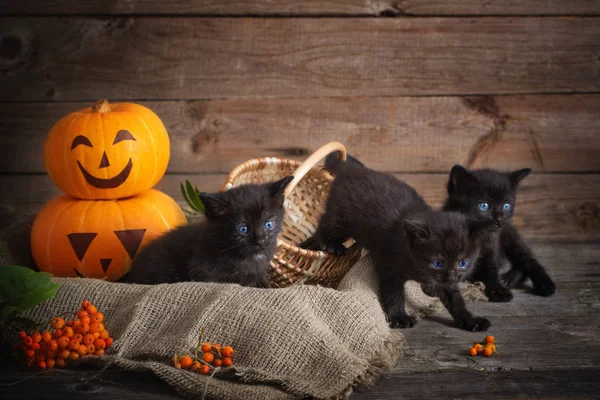 Halloween Pumpkins Ile Siyah Küçük Kedi — Stok fotoğraf