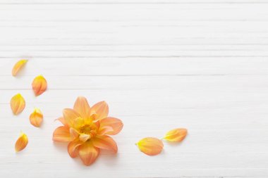 arka plan ile çiçek dahlias