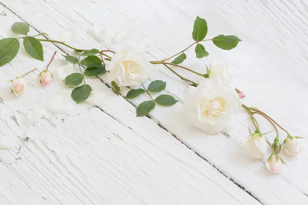 在木制的白色背景上的玫瑰 — 图库照片