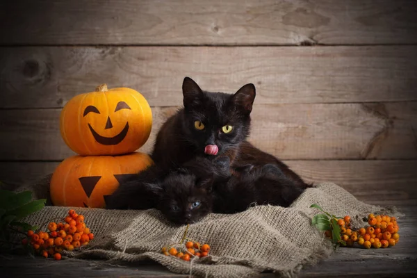 Pequeño Gato Negro Con Calabazas Halloween — Foto de Stock