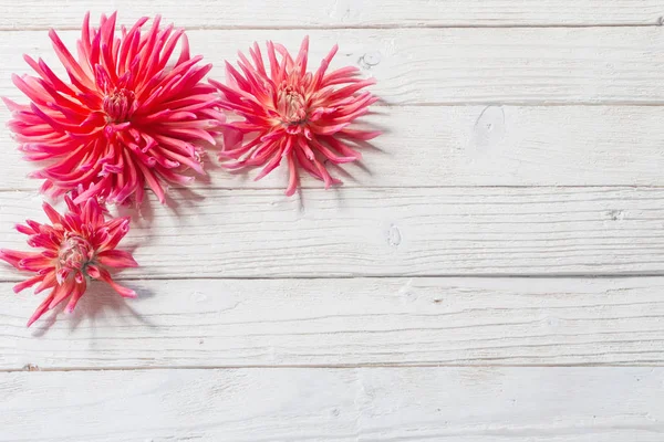 Dalia Rosa Sobre Fondo Madera —  Fotos de Stock