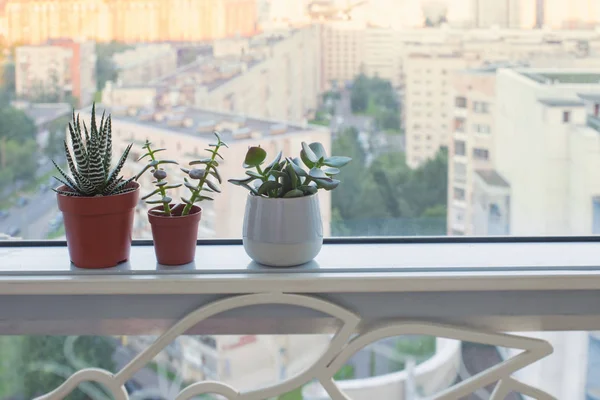 Succulent plants on windowsill — Stock Image Succulent Plants Windowsill Stock Picture