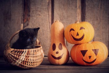 halloween pumpkins ile siyah küçük kedi