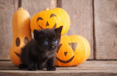 halloween pumpkins ile siyah küçük kedi