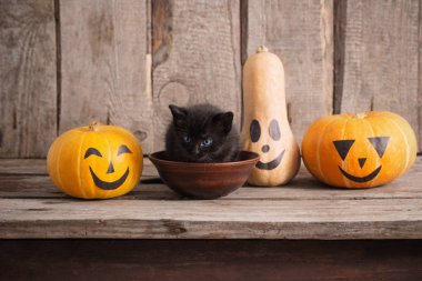 halloween pumpkins ile siyah küçük kedi