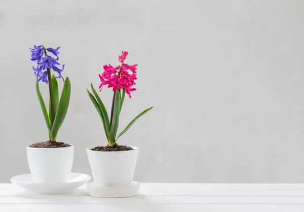 Hyacinth Hrnci Bílém Pozadí — Stock fotografie