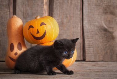 halloween pumpkins ile siyah küçük kedi