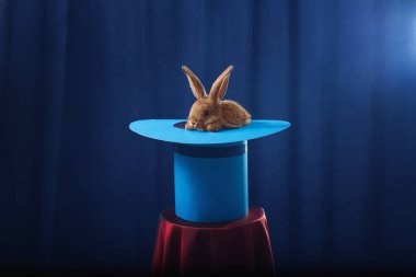 tavşan mavi arka plan üzerinde şapkalı