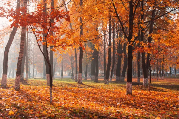 Höst Park Solig Dag — Stockfoto