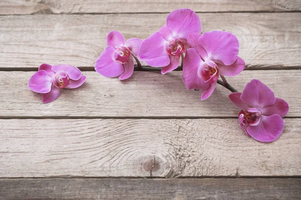 Orchidées Sur Vieux Fond Bois — Photo