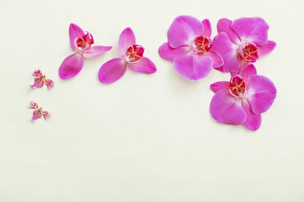 Orquídeas Bonitas Fundo Branco — Fotografia de Stock