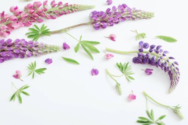 Beyaz arka plan üzerinde acı bakla çiçekler