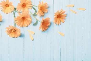 Mavi ahşap zemin üzerine Calendula çiçekler