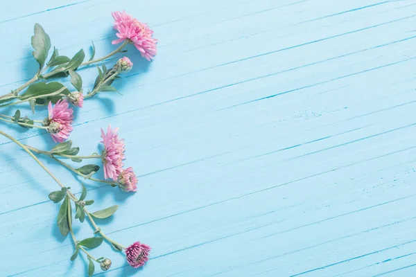 青い木製の背景にピンクの菊 — ストック写真